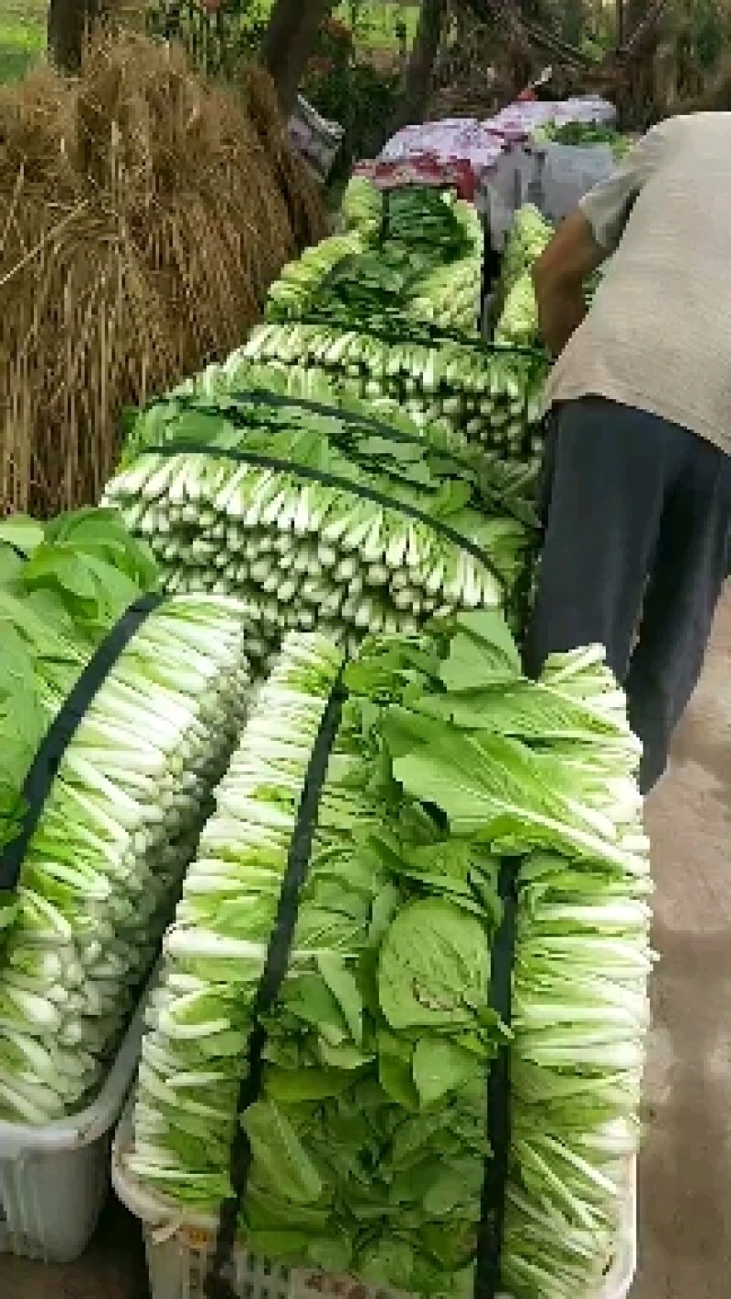 精品小白菜价格优惠！