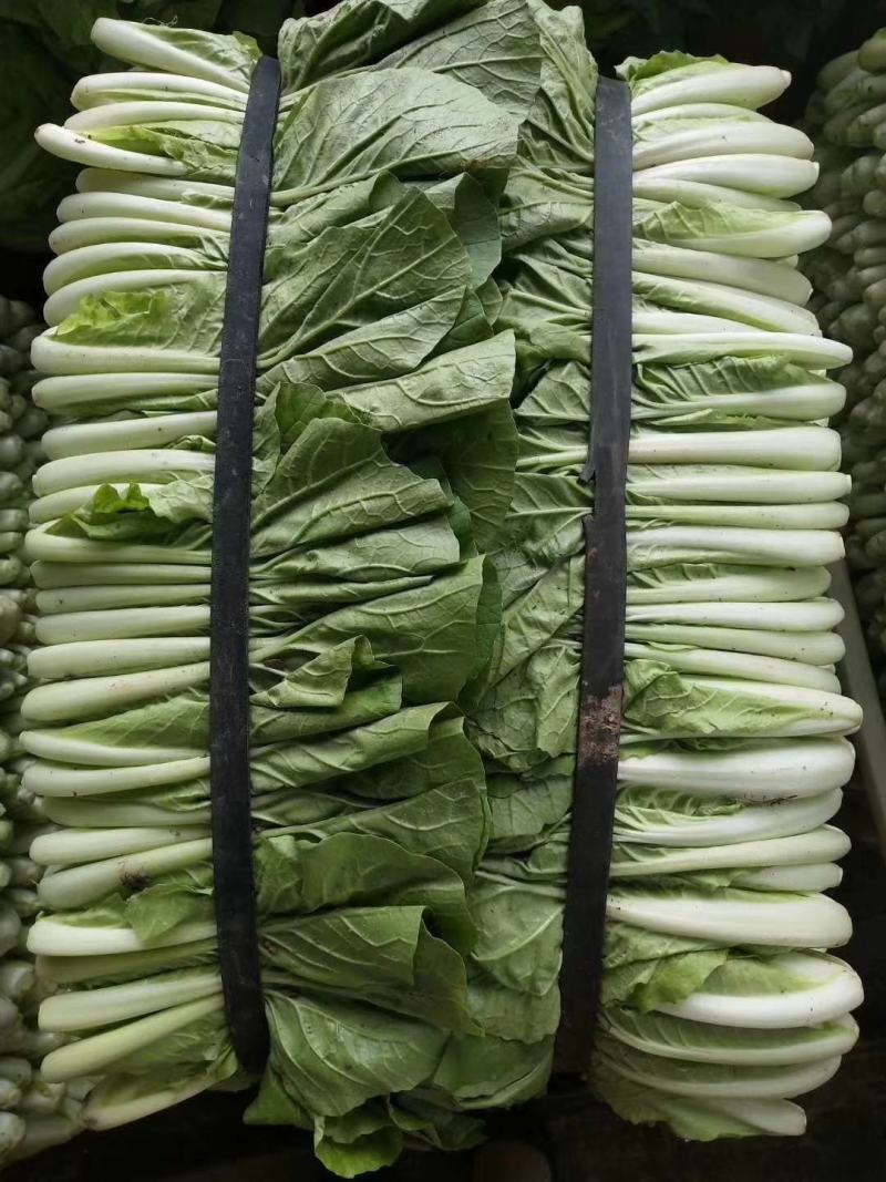 精品小白菜价格优惠！