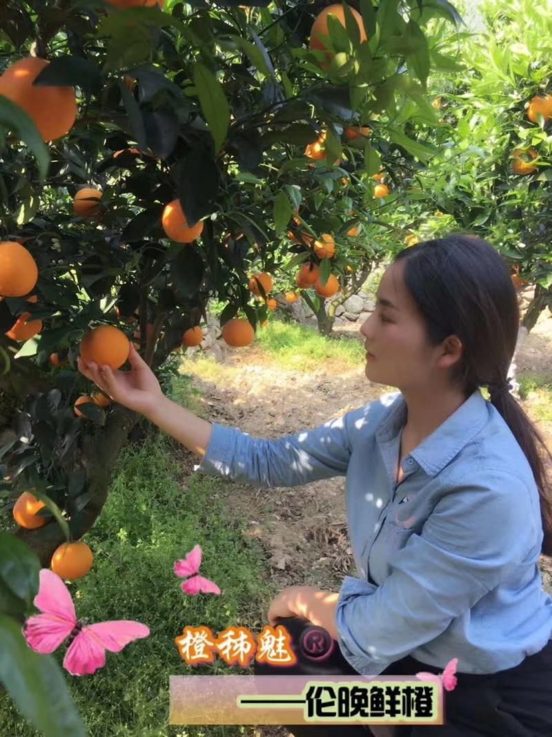 耙耙柑产地大量上市，货源充足，保质保量欢迎咨询订购