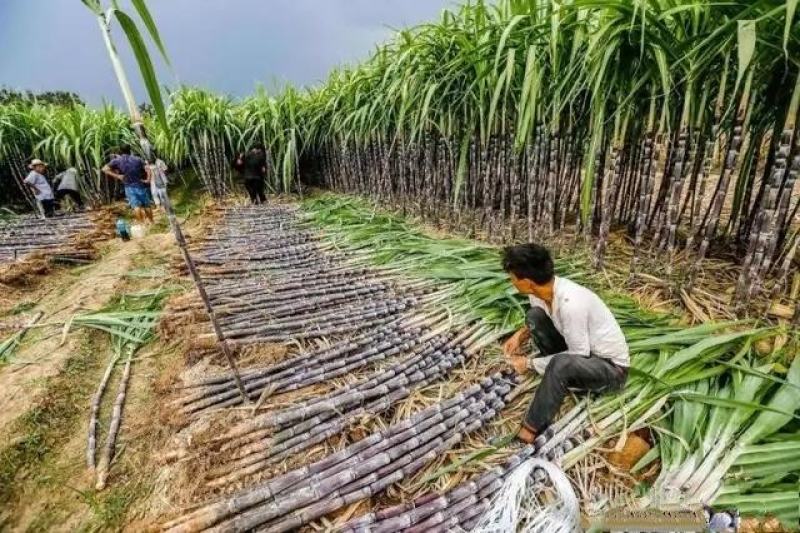 精品甘蔗，产地直供，上车价，公司不收代办费，2.2米左右