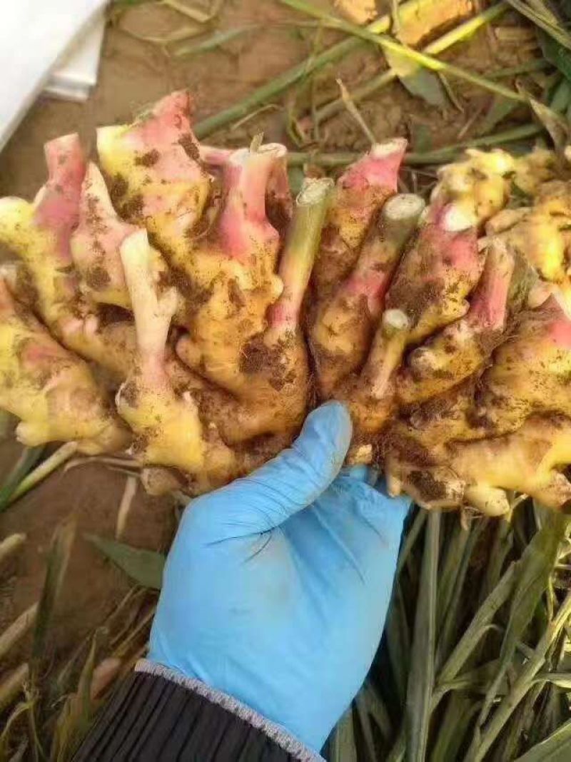 优质生姜，大黄姜，小黄姜，货源充足，保质保量！