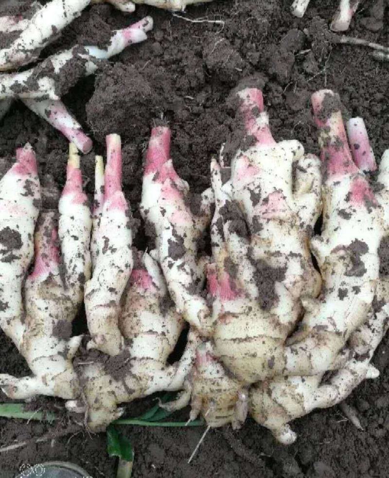 优质生姜老姜万亩基地量大优惠货源充足保质保量！