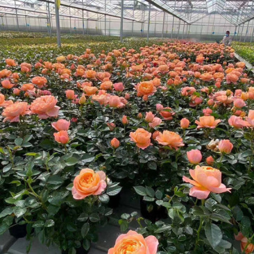 月季玫瑰小盆花，每盆6个花苞以上.带盆带花带土发货