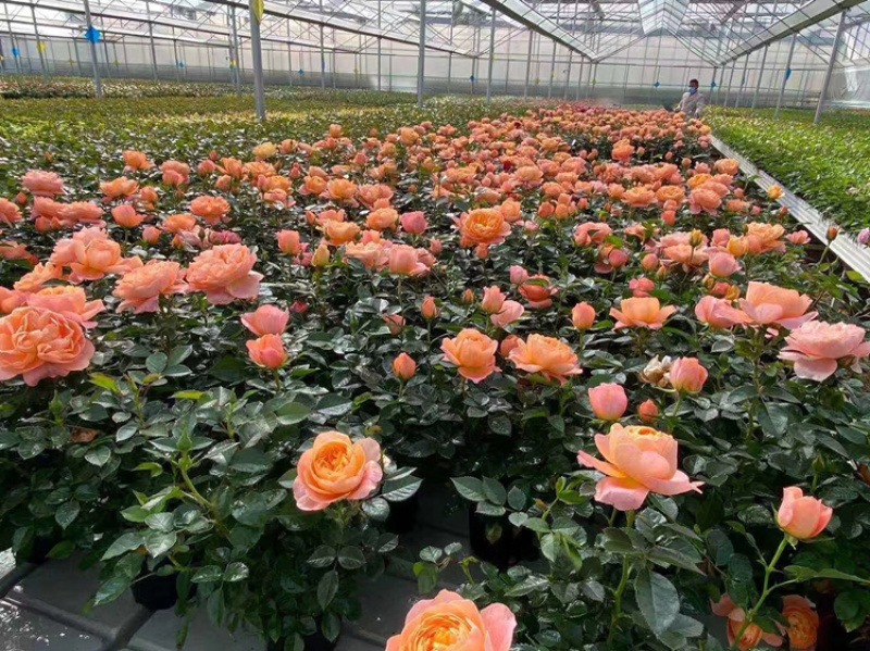 月季玫瑰小盆花，每盆6个花苞以上.带盆带花带土发货