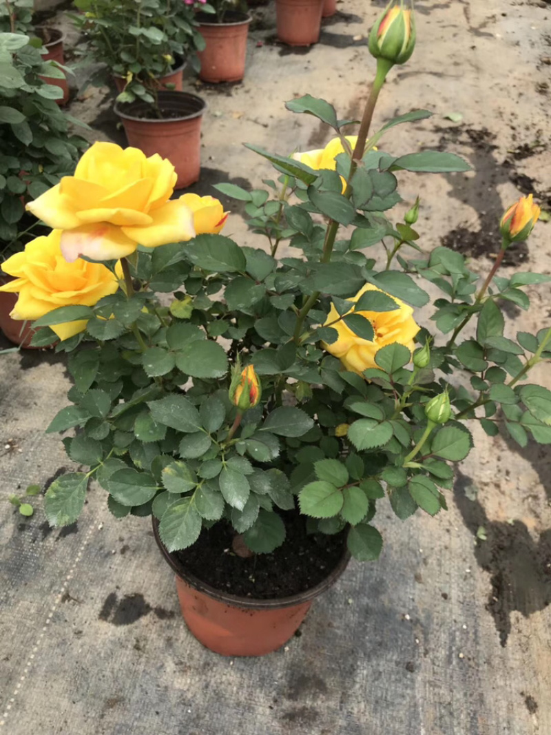 月季玫瑰小盆花，每盆6个花苞以上.带盆带花带土发货