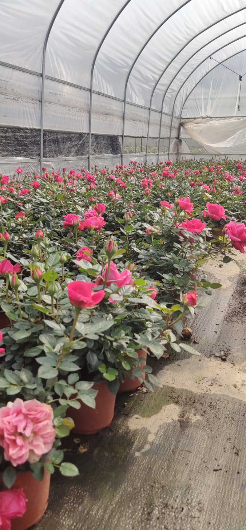 月季玫瑰小盆花，每盆6个花苞以上.带盆带花带土发货