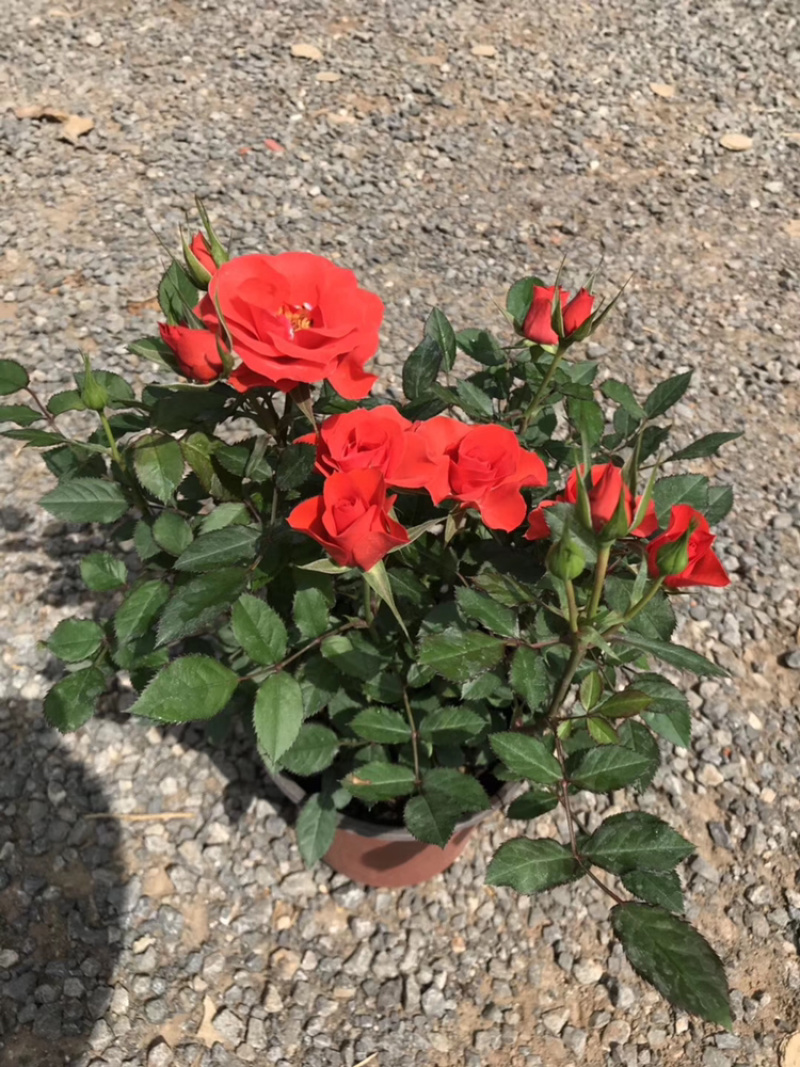 月季玫瑰小盆花，每盆6个花苞以上.带盆带花带土发货