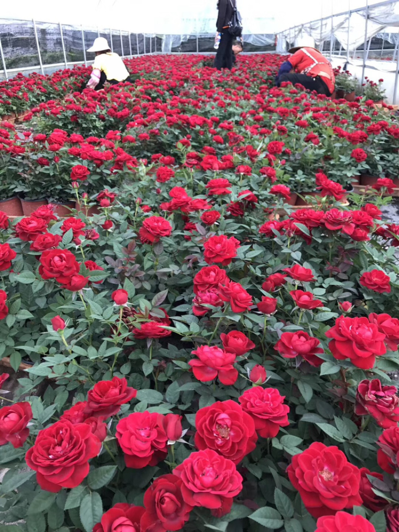 月季玫瑰小盆花，每盆6个花苞以上.带盆带花带土发货