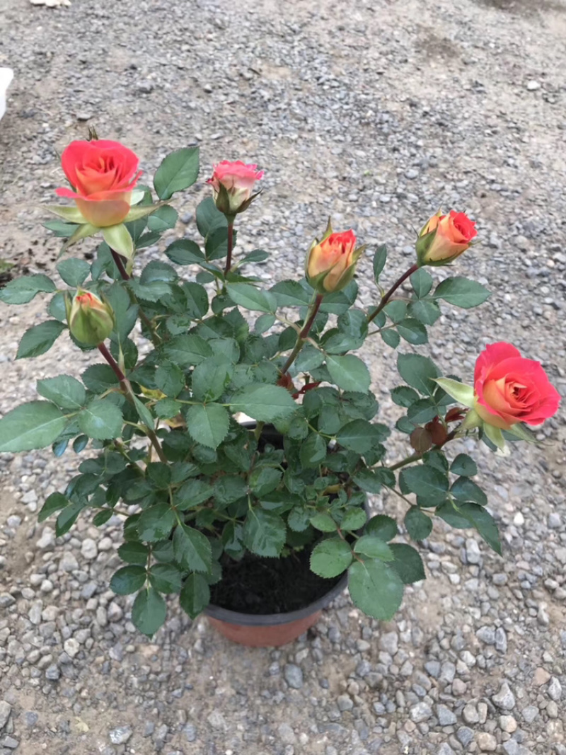 月季玫瑰小盆花，每盆6个花苞以上.带盆带花带土发货