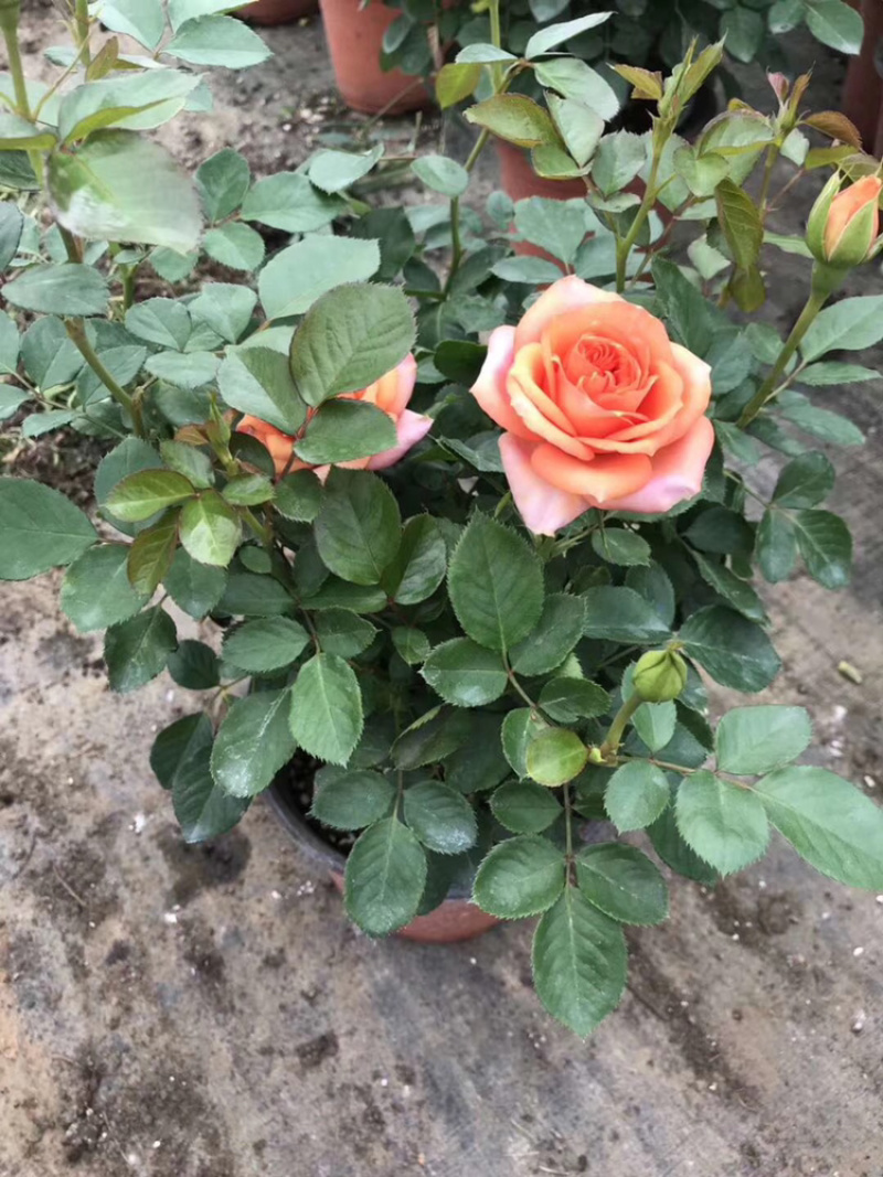 月季玫瑰小盆花，每盆6个花苞以上.带盆带花带土发货