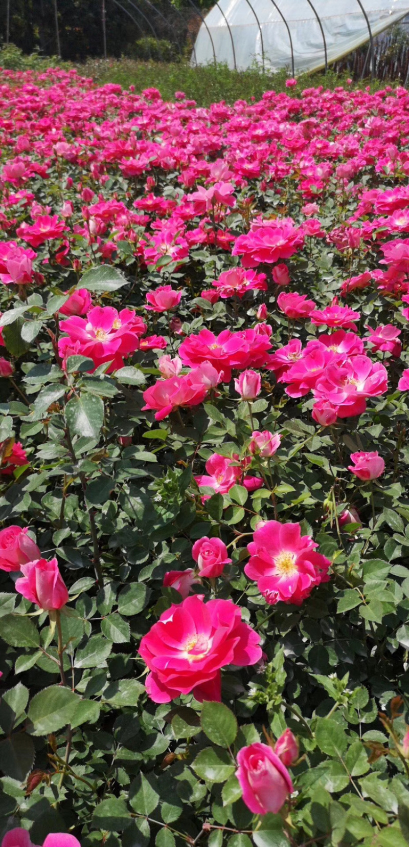 月季玫瑰小盆花，每盆6个花苞以上.带盆带花带土发货