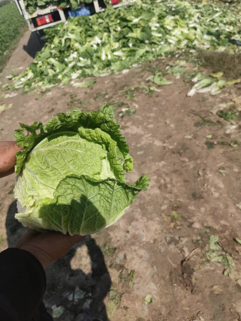 河北唐山精品黄心菜大量上市中本地产量大品种优质