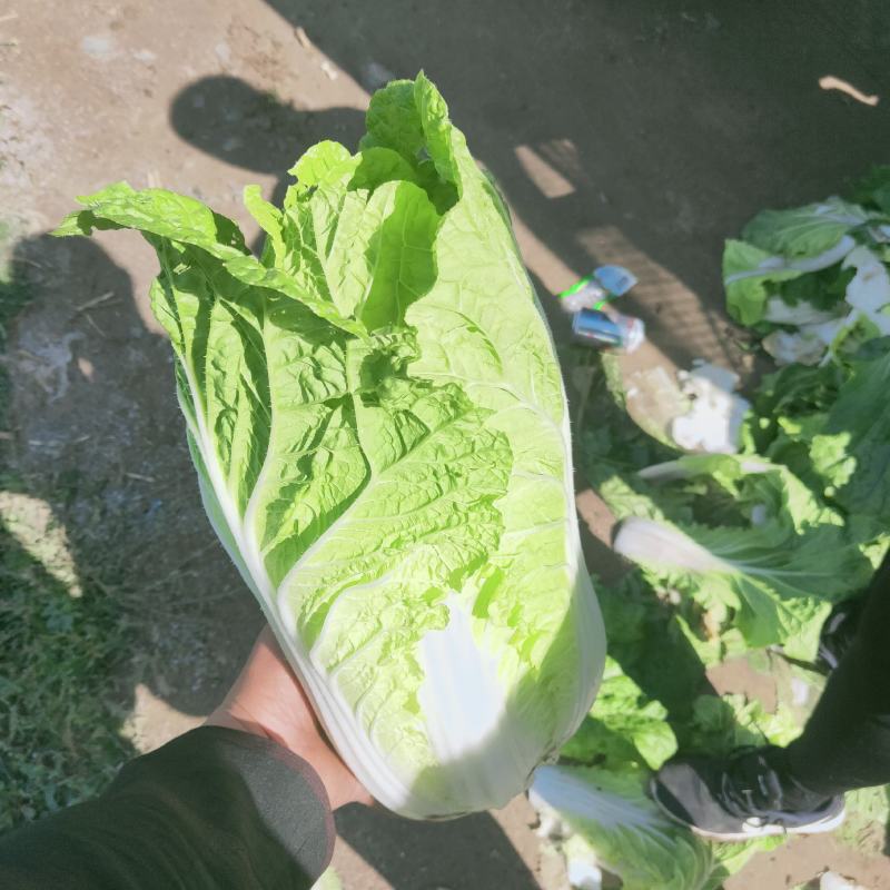 河北唐山精品黄心菜大量上市中本地产量大品种优质