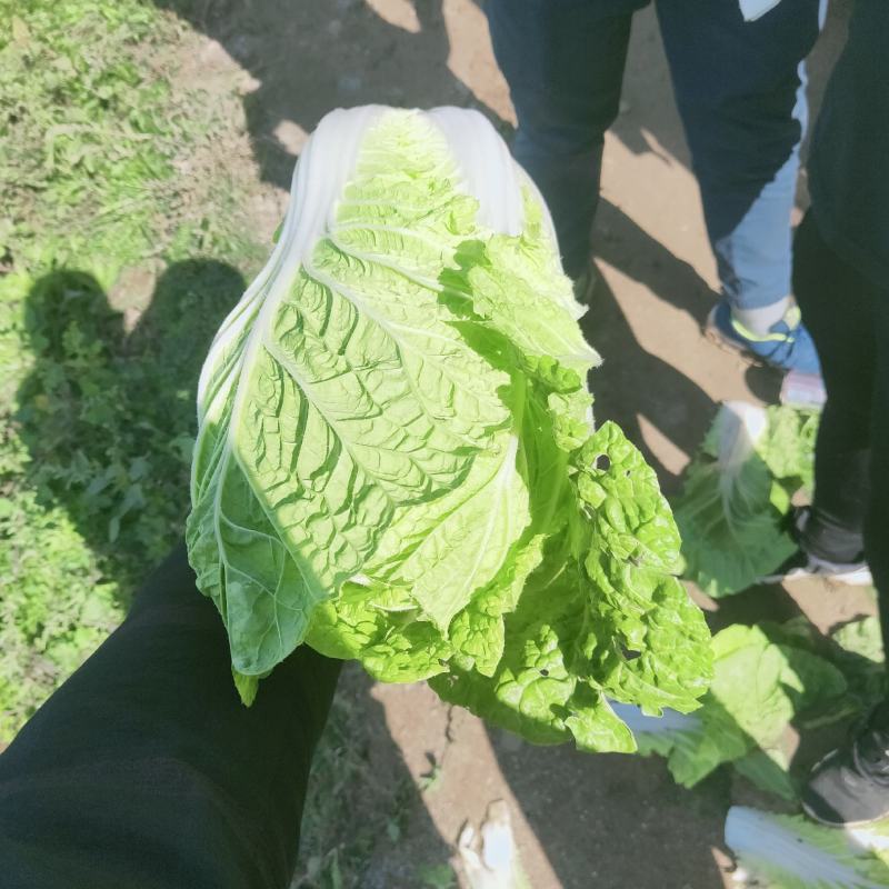 河北唐山精品黄心菜大量上市中本地产量大品种优质