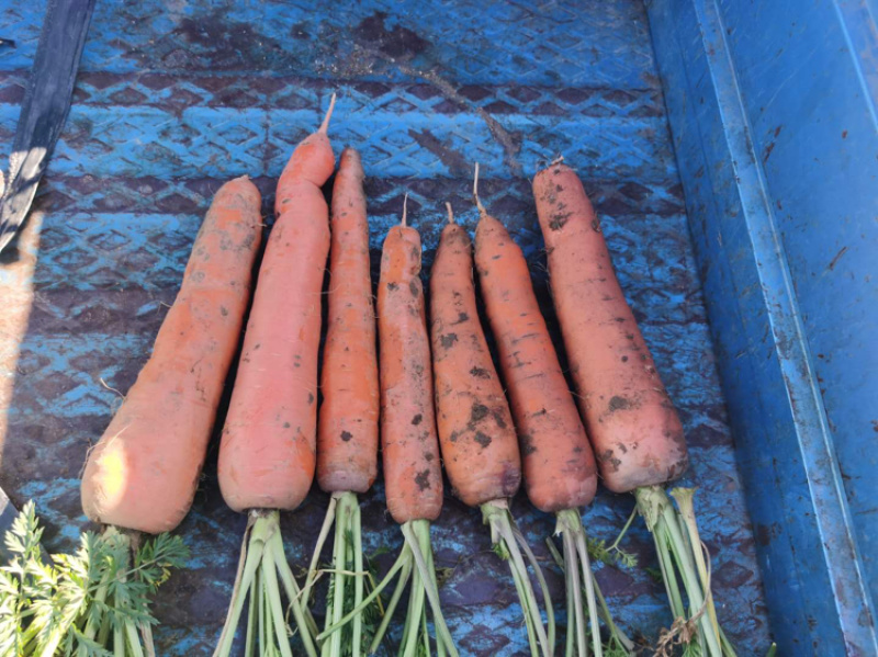 出售红萝卜🥕，四十亩，一亩多少钱，整体亩出售