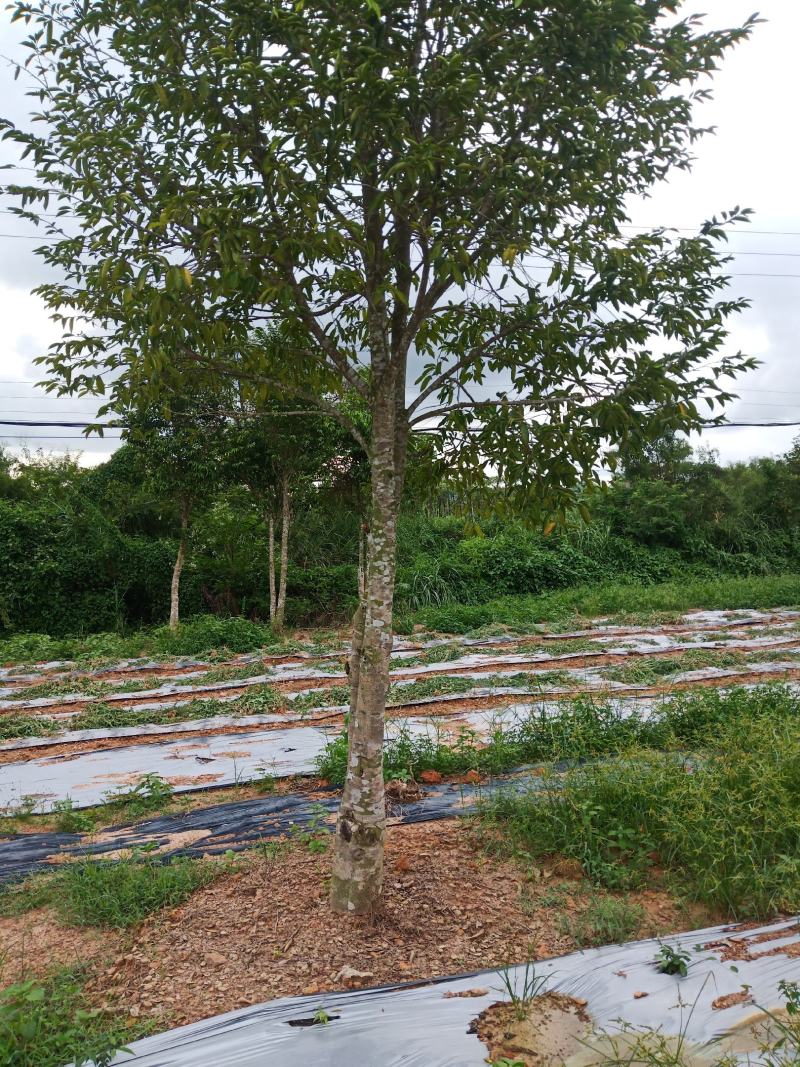 种直十五年以沉香树出售欢迎要的前来购买