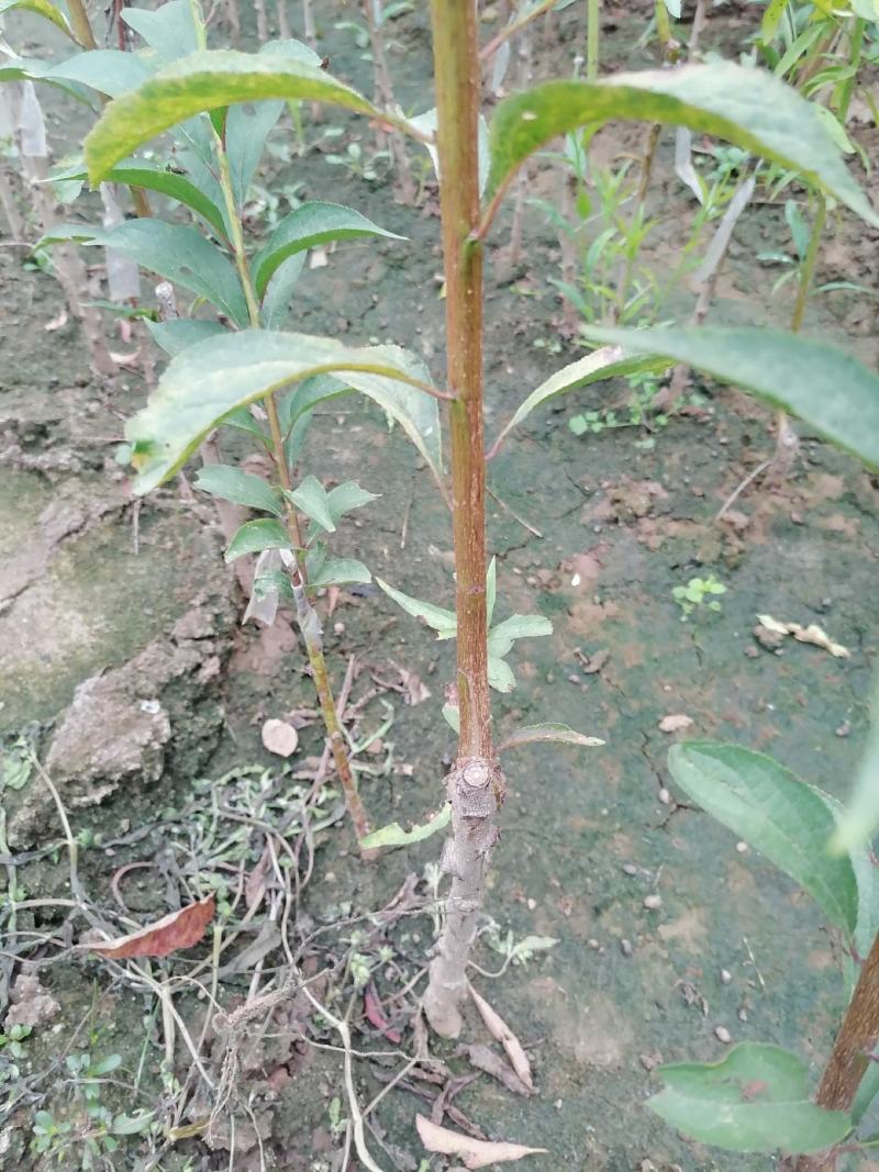 基地直发——品种西梅，脆红李子苗，红肉李子苗