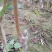 基地直发——品种西梅，脆红李子苗，红肉李子苗