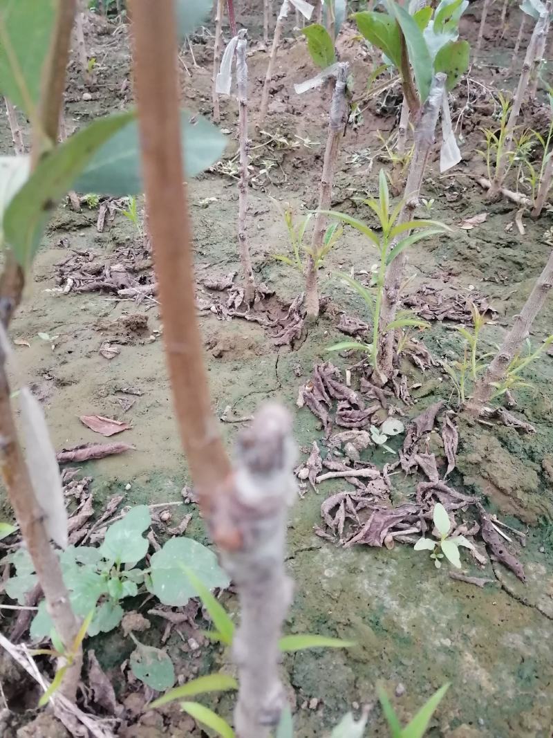 基地直发——品种西梅，脆红李子苗，红肉李子苗