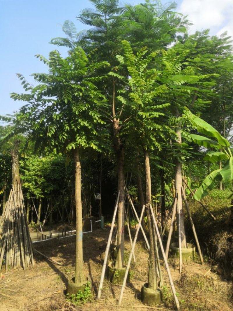 火焰木5～20分光棍骨架老苗