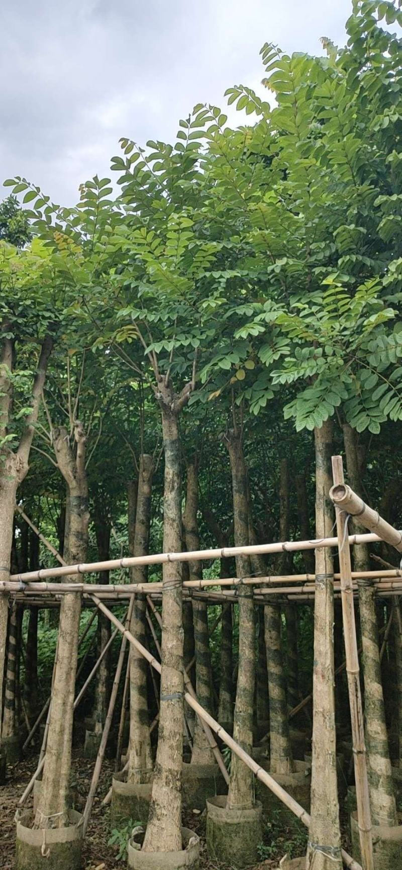 火焰木5～20分光棍骨架老苗