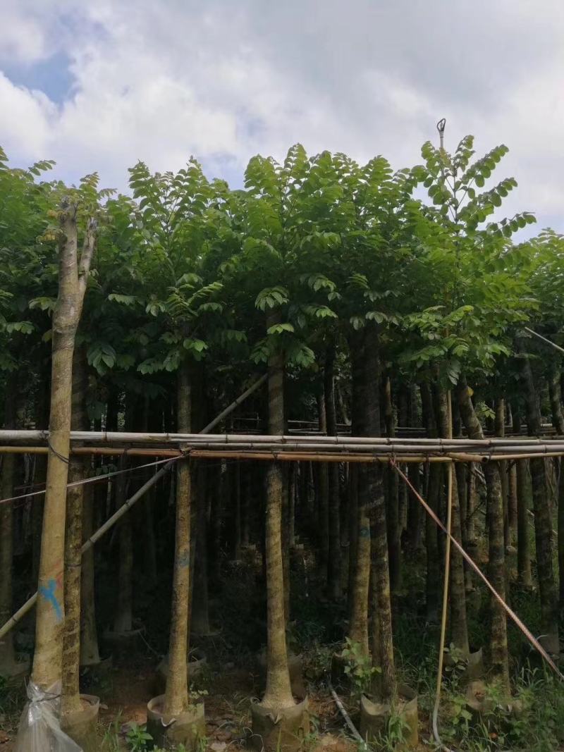 火焰木5～20分光棍骨架老苗