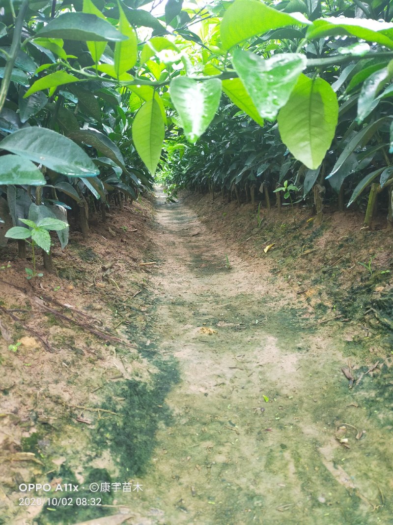 柑桔苗沃柑杯苗沃柑营养袋苗无核沃柑苗沃柑移栽苗沃柑树