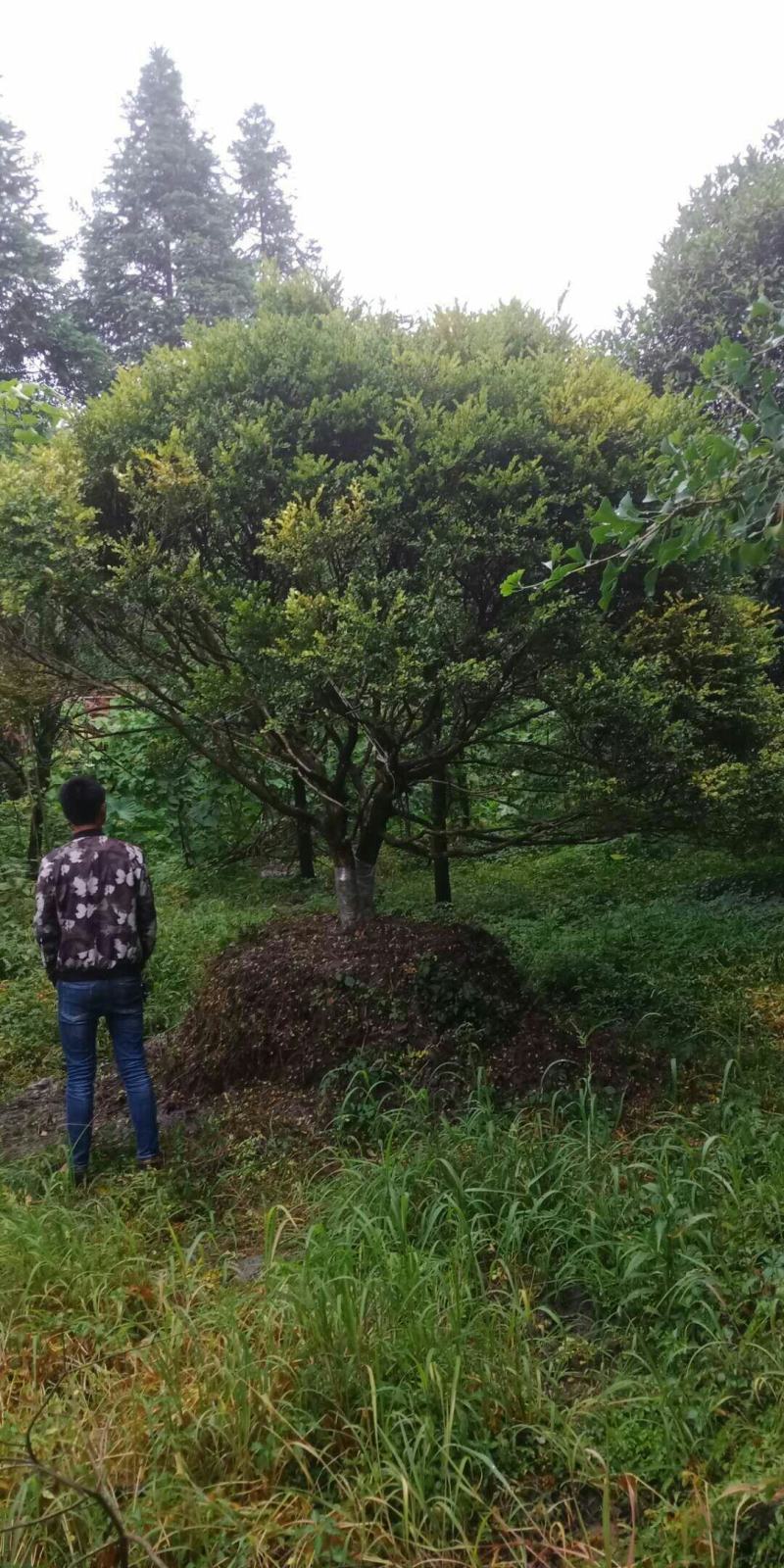 绿化苗木四川瓜子黄杨树3年上熟货