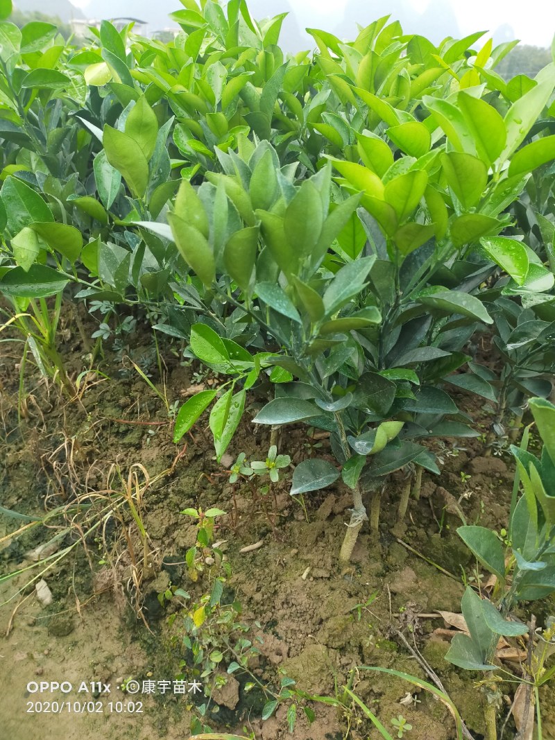 柑桔苗脐橙树苗批发纽荷尔脐橙无病无毒苗批发