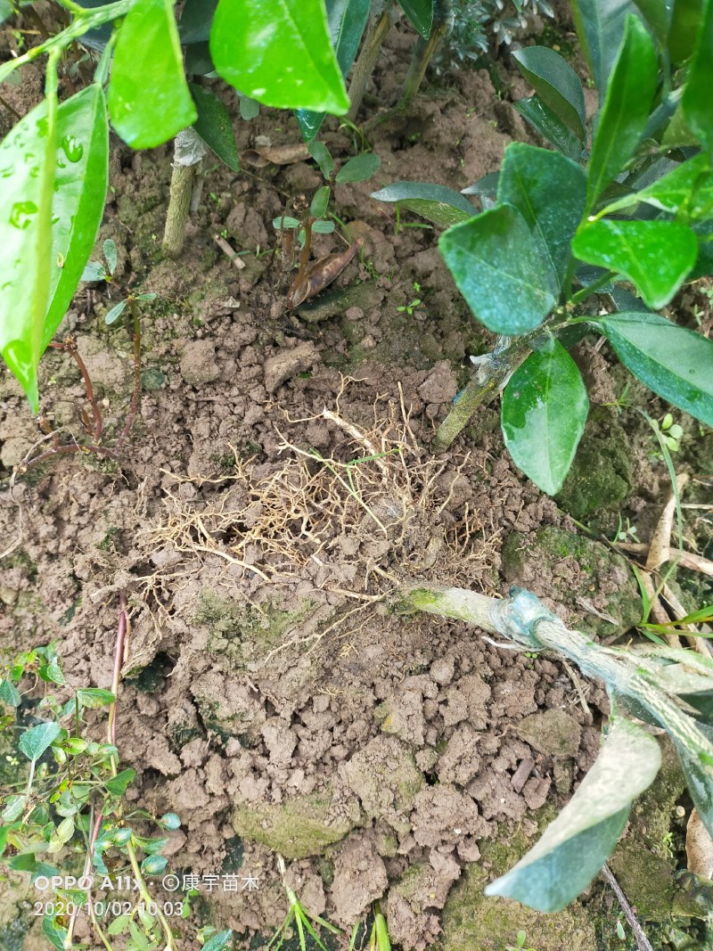 柑桔苗脐橙树苗批发纽荷尔脐橙无病无毒苗批发