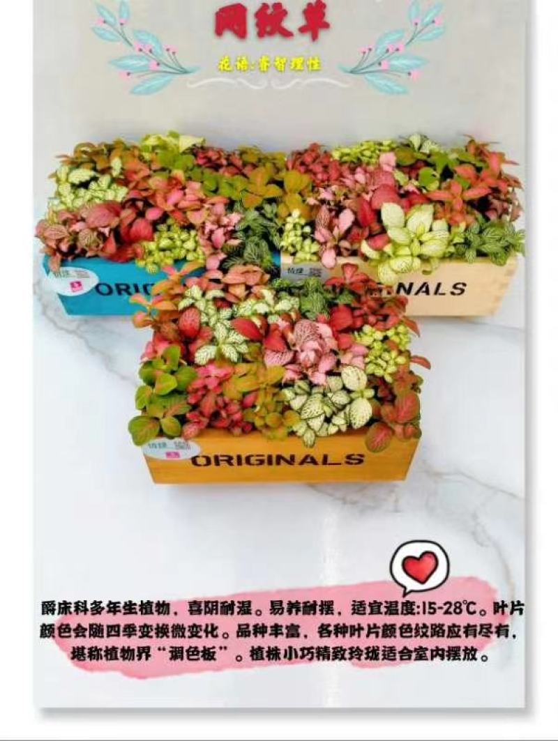 网纹草基地直供80规格混色装一箱40盆全年持续供货