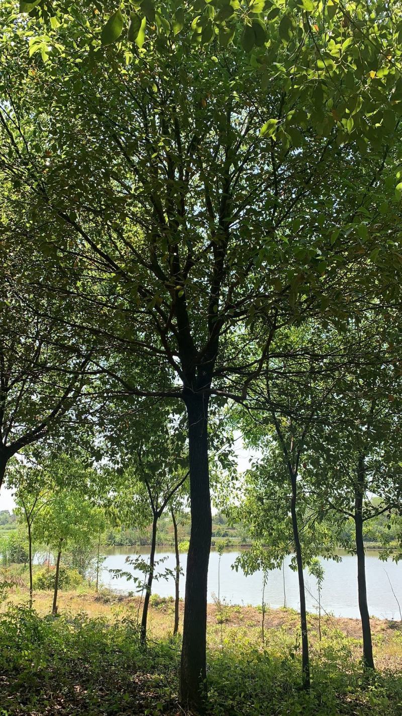 香樟各个规格及树形生熟货