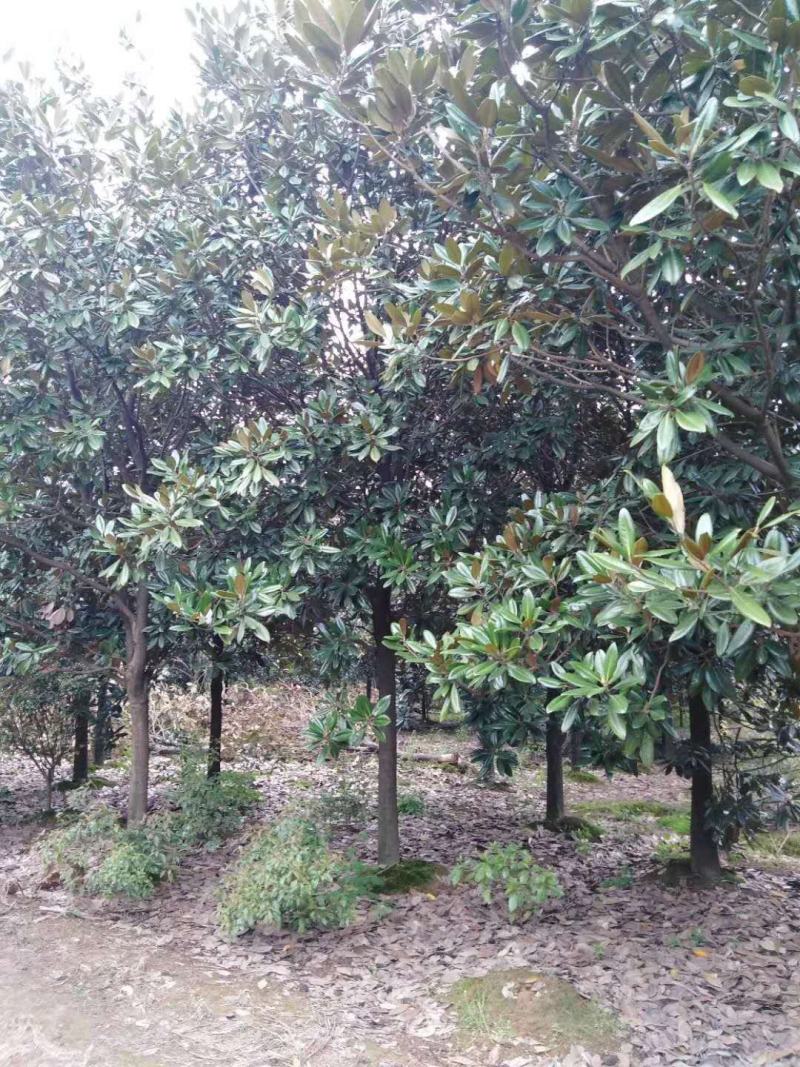 广玉兰8到25公分一般货精品货都有