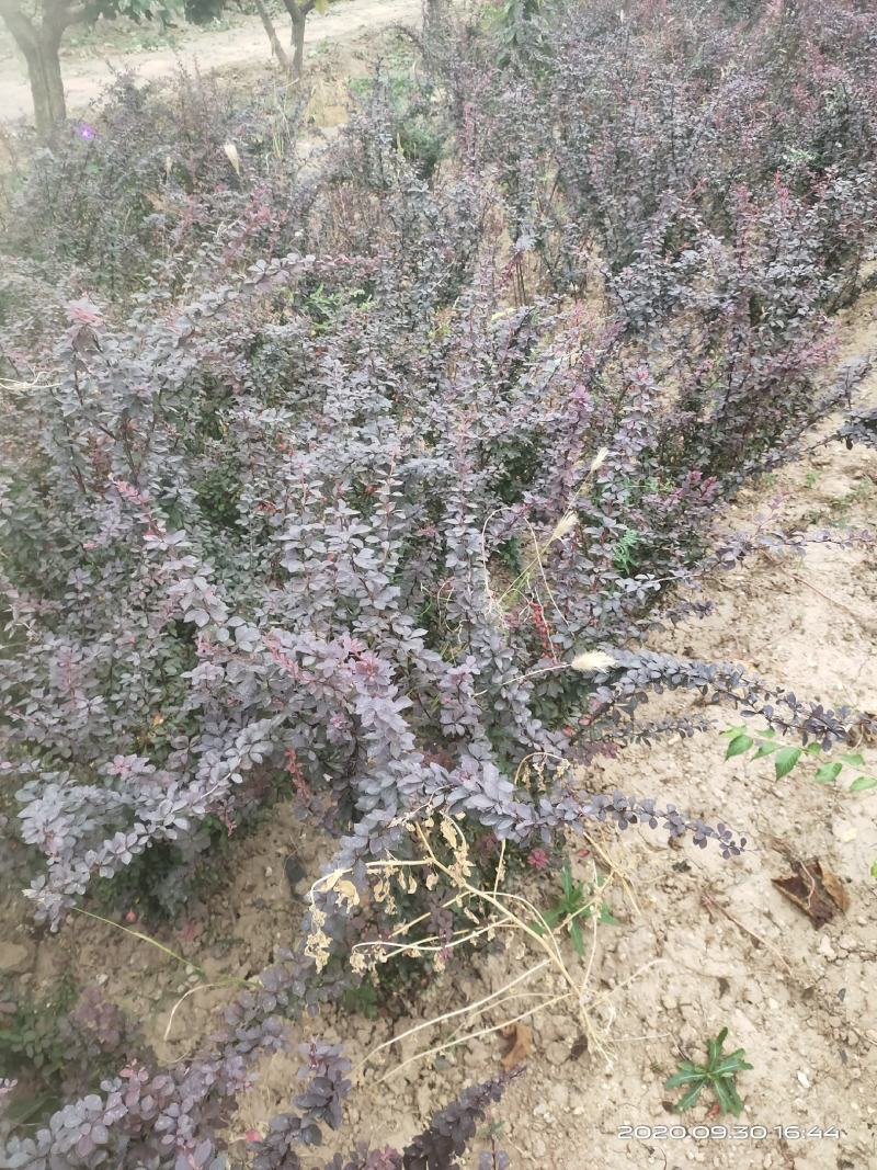 供应红叶小檗红叶小波一年两年苗便宜山西运城