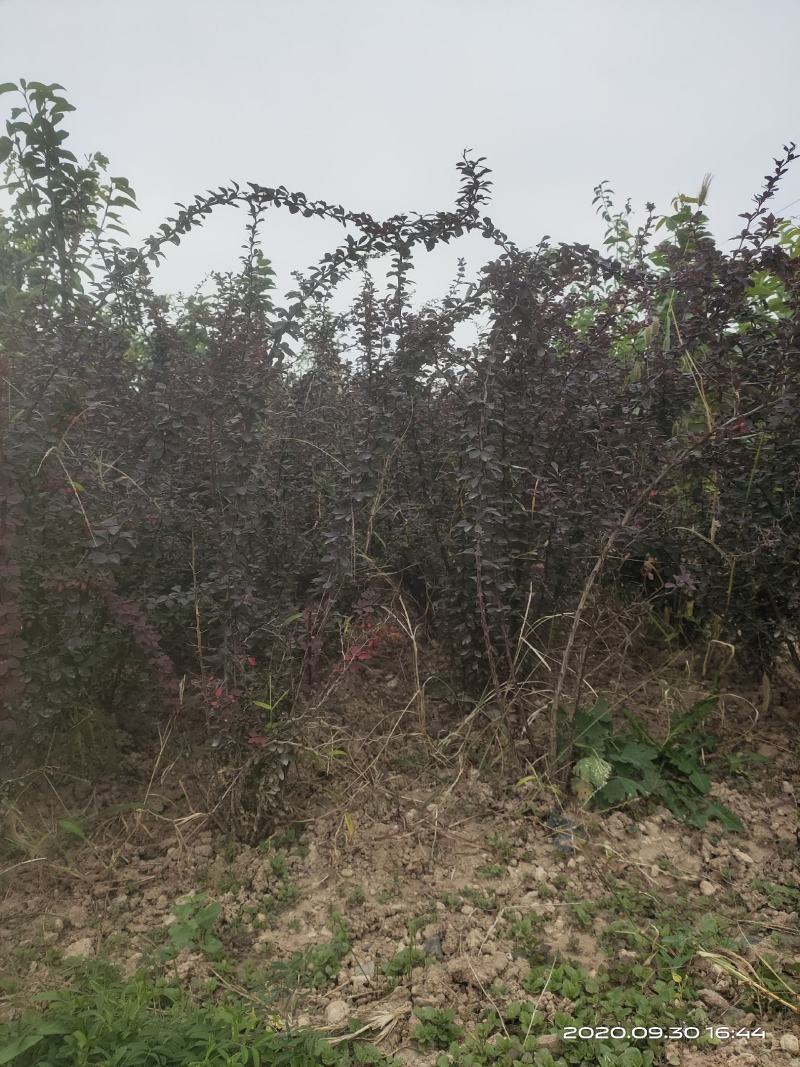 供应红叶小檗红叶小波一年两年苗便宜山西运城
