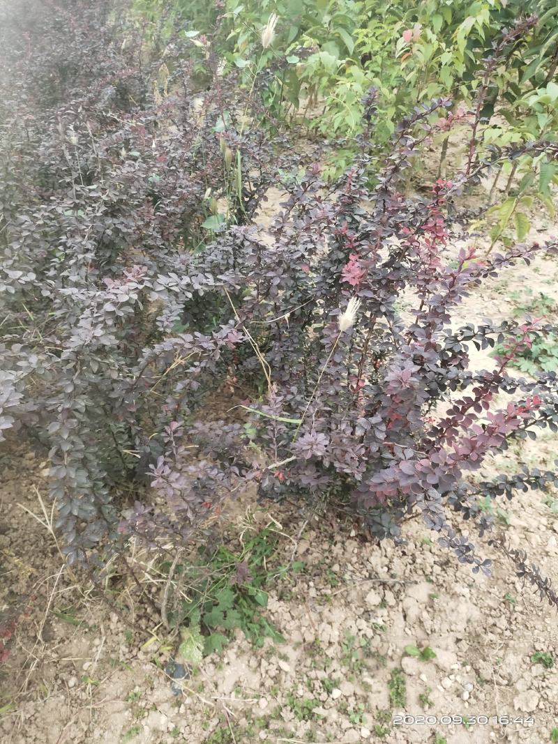 供应红叶小檗红叶小波一年两年苗便宜山西运城