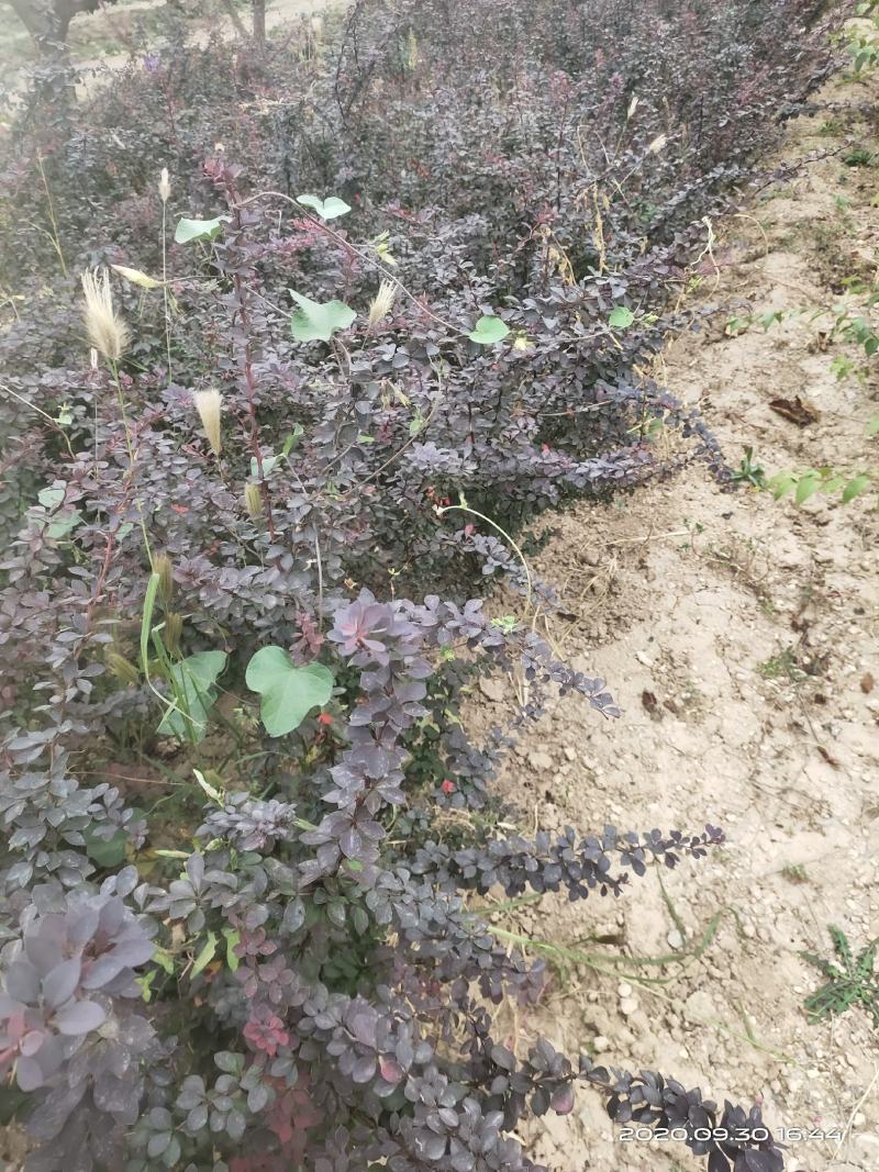 供应红叶小檗红叶小波一年两年苗便宜山西运城
