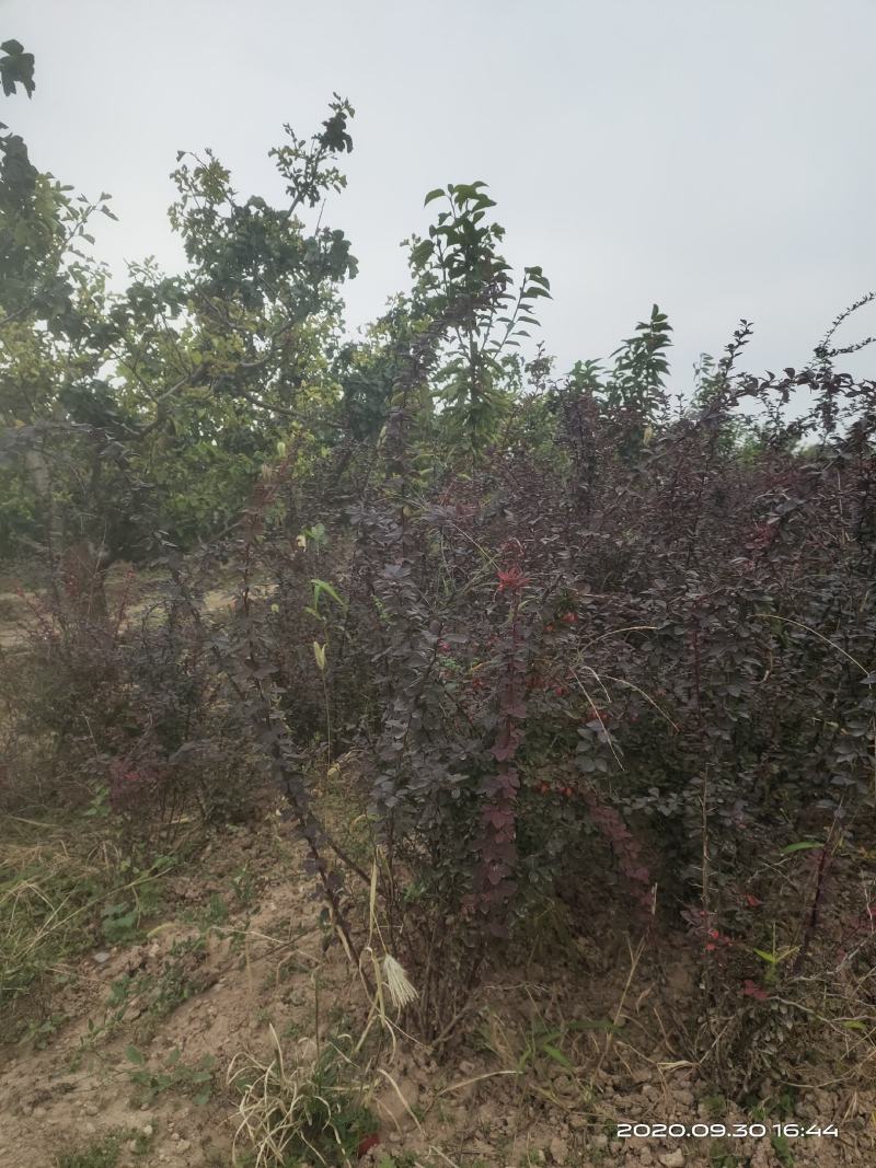供应红叶小檗红叶小波一年两年苗便宜山西运城