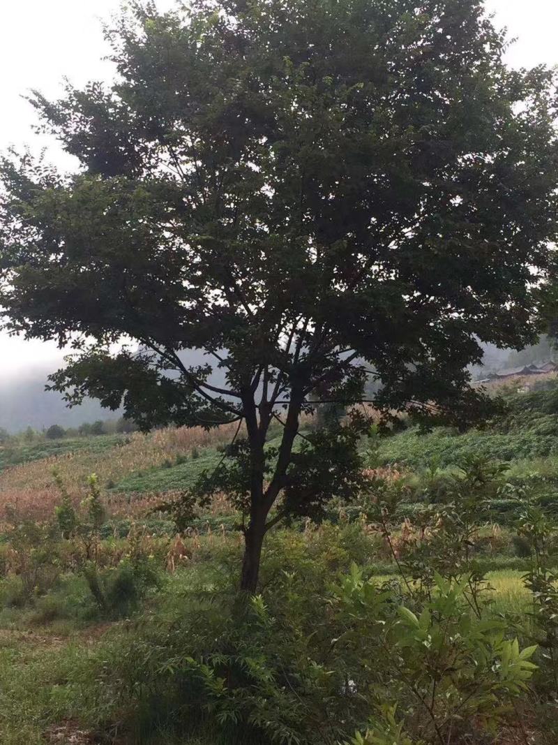 朴树各种规格及树形生熟货