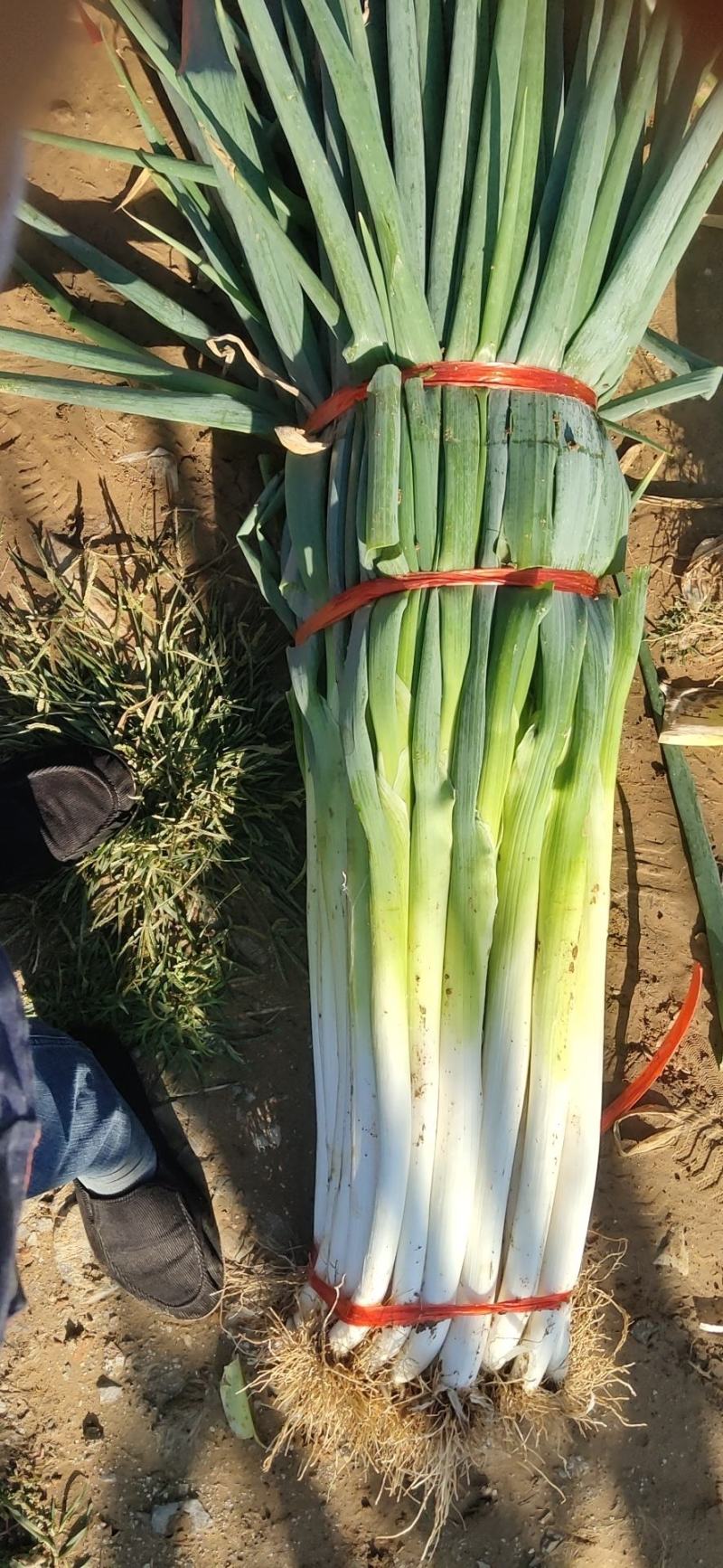 长白大葱，铁杆大葱，40一50白长上市中询价请电话联系