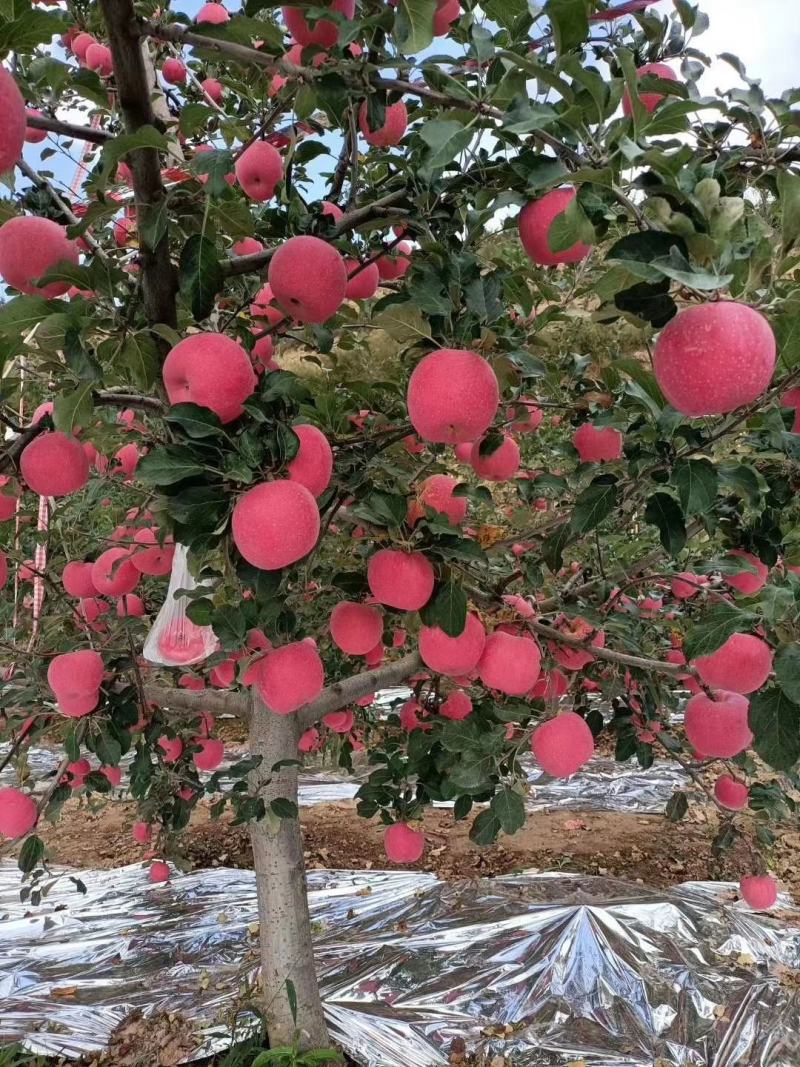 甘肃静宁红富士苹果现大量上市