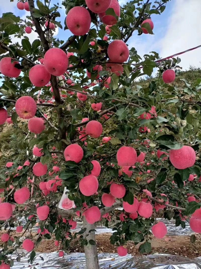 甘肃静宁红富士苹果现大量上市