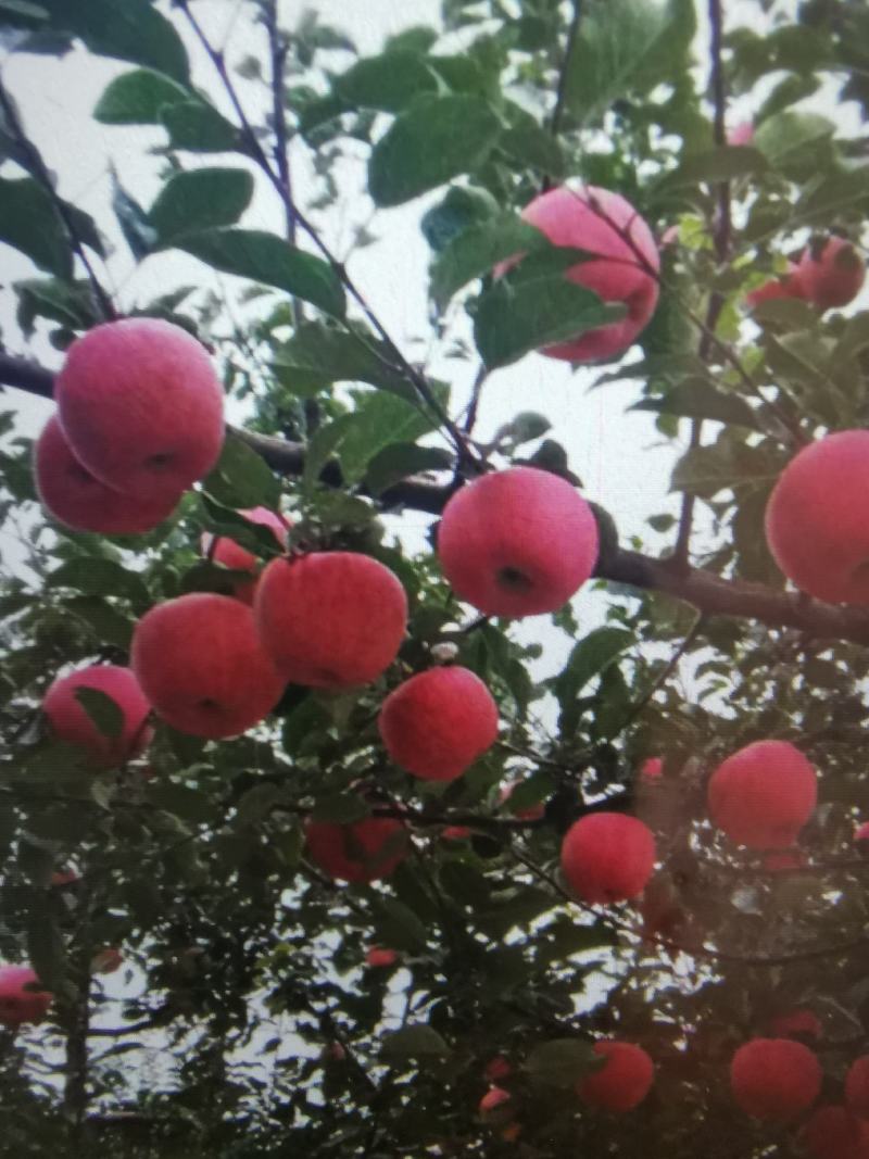 甘肃静宁红富士苹果现大量上市