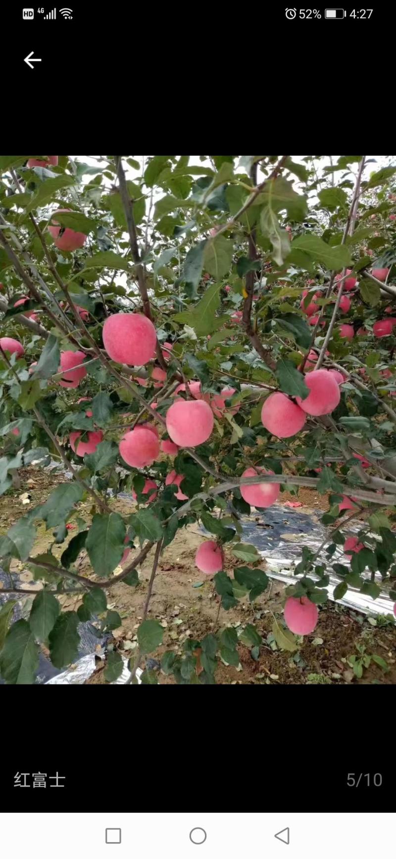 甘肃静宁红富士苹果现大量上市