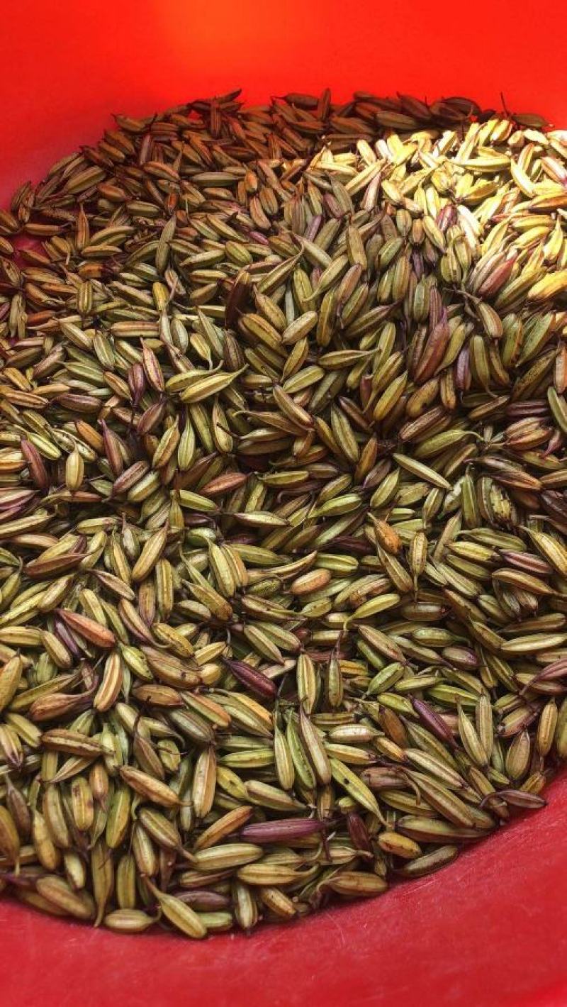 湖北纯紫花宽叶大白芨种子干货