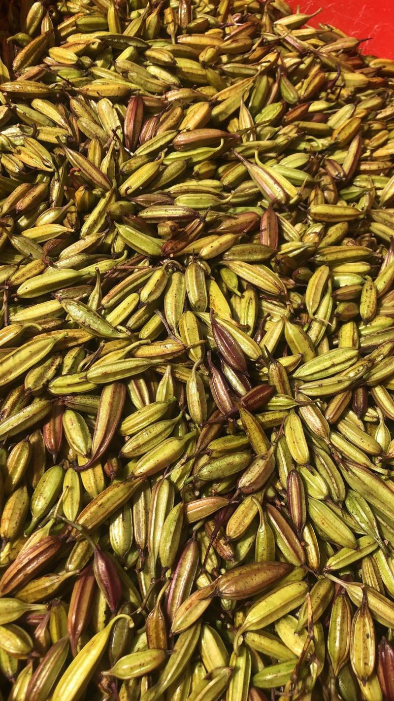 湖北纯紫花宽叶大白芨种子干货