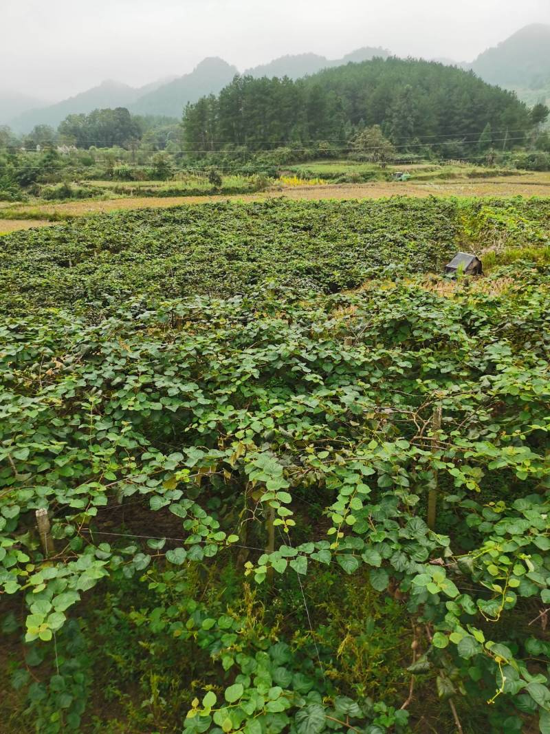 湖南湘西绿心猕猴桃基地
