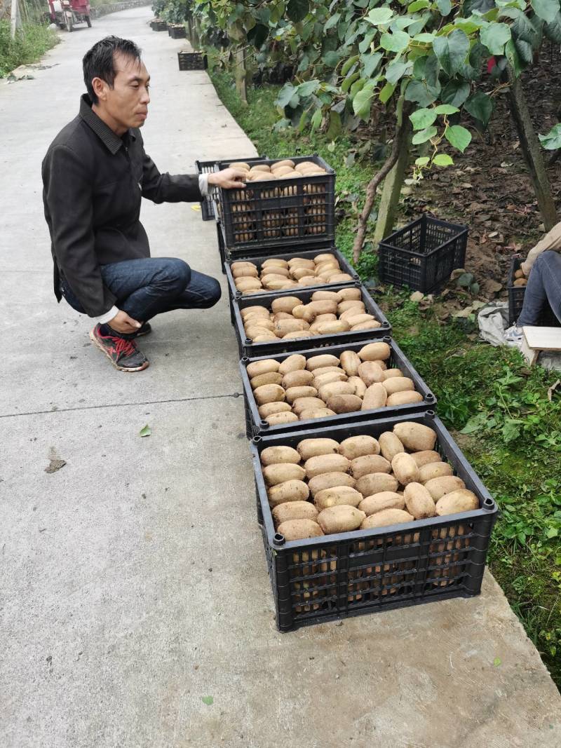 湖南湘西绿心猕猴桃基地