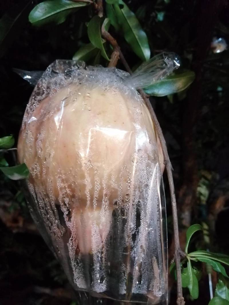 石榴自己种的临潼甜石榴