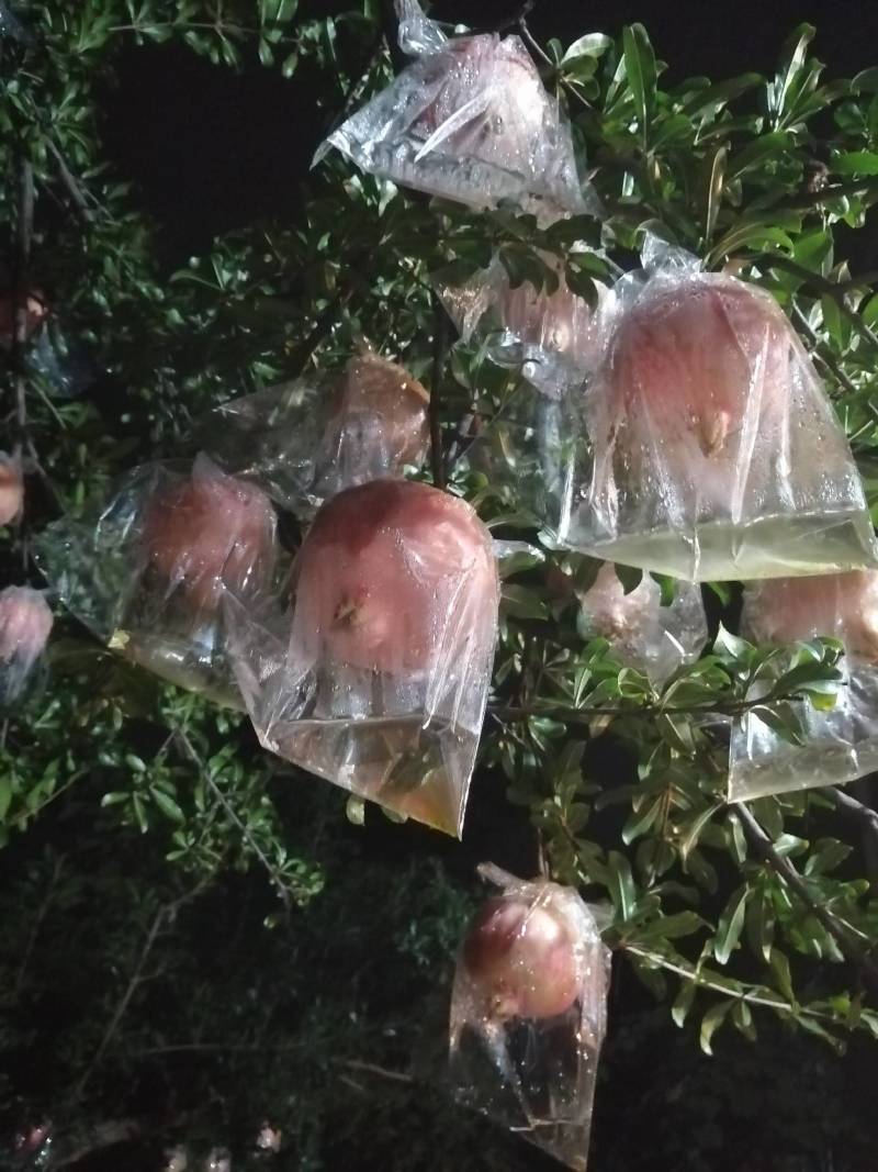 石榴自己种的临潼甜石榴